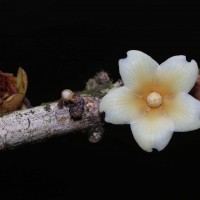 Stemonoporus canaliculatus Thwaites